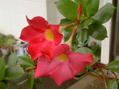 PICT0001.jpg
