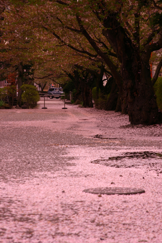 2006年 05月 12日城南小学校.jpg