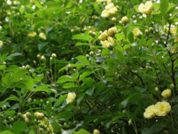 20090514-093446-81671800.gif