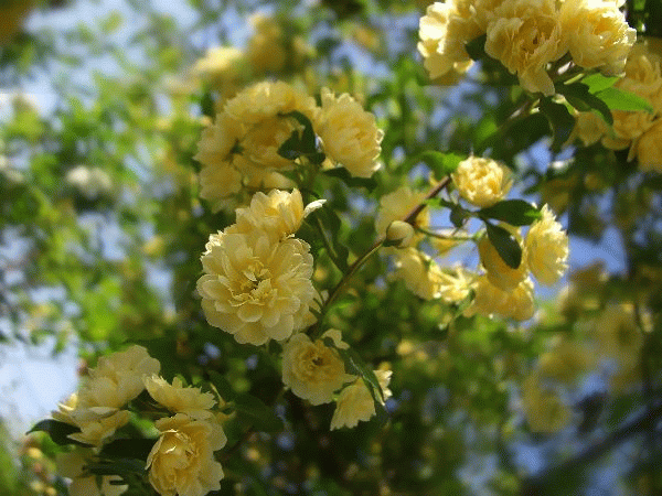 20090520-102921-71696600.gif