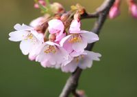 2009sakura.jpg