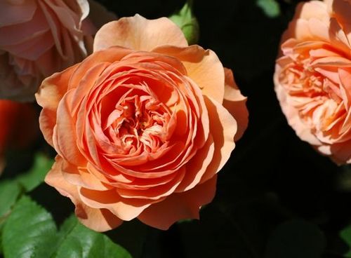 20100504174943933.jpg