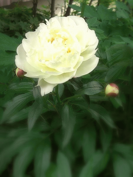 20100702-190018-31385900.gif
