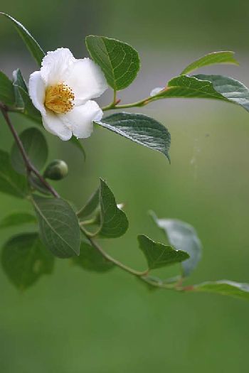 23392_5189_a31f031216.jpg