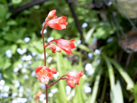 6,2tubosango21.jpg