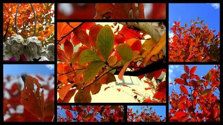 ナツツバキの紅葉.jpg