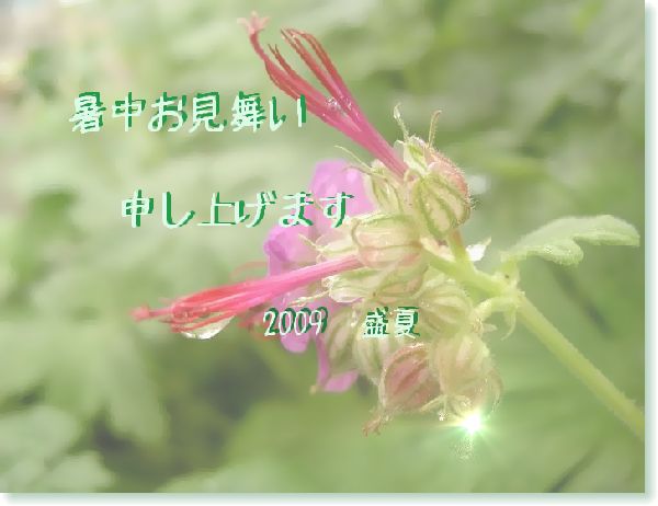 暑中見舞い.jpg