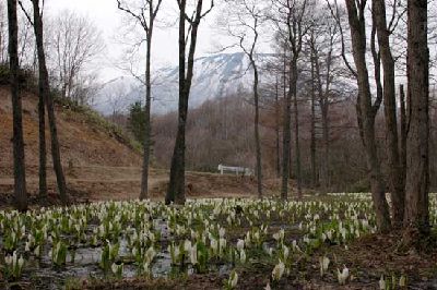 水芭蕉と岩手山.jpg