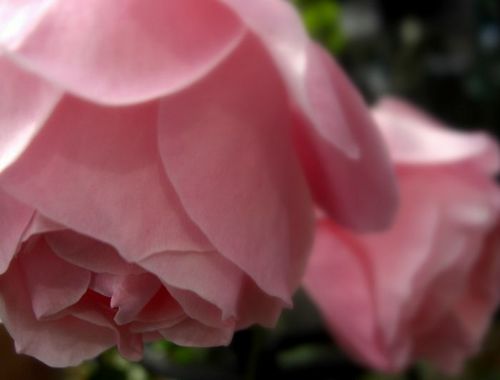 CIMG07290.jpg