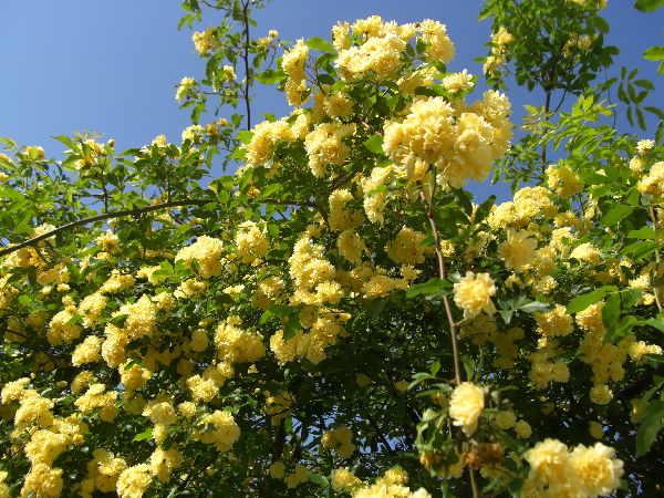 春の宿根草 黄色い花 Mariのイーハトーブ 花めっせーじ