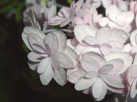 CIMG12967.jpg