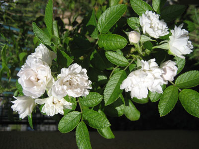 IMG_3979.jpg