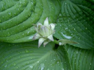 PI2008-06-064.JPG