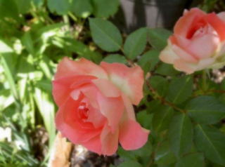 PICT0018s-1.jpg