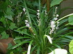 PICT09361.jpg