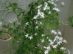 PICT144811.jpg