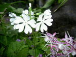 PICT21141.jpg