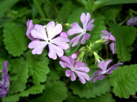 PICT21271.jpg