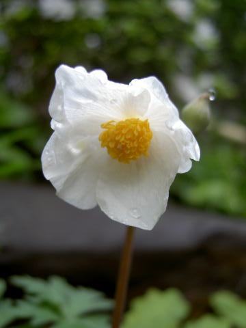 PICT22121.jpg