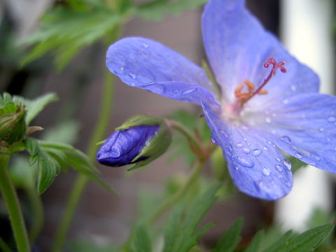 PICT22211.jpg