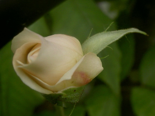 PICT2588.jpg
