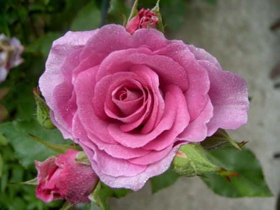 PICT26712.jpg