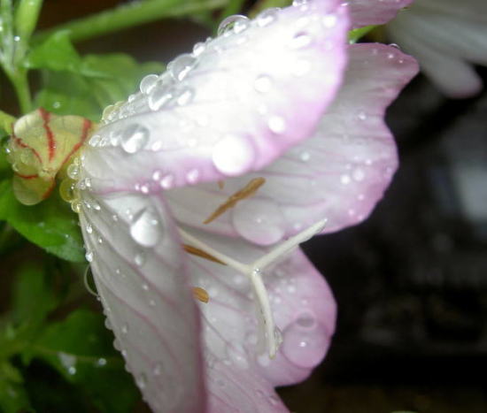 PICT2688111.jpg