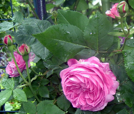 PICT26981.jpg