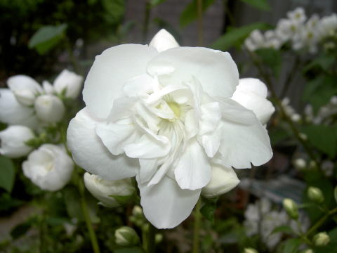 PICT27451.jpg
