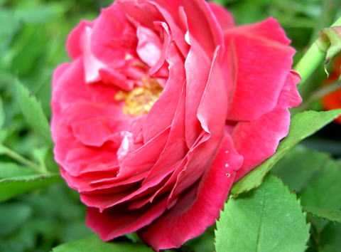 PICT28631.jpg