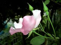 PICT2879117.jpg