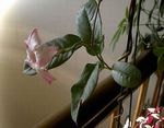 PICT43921.jpg