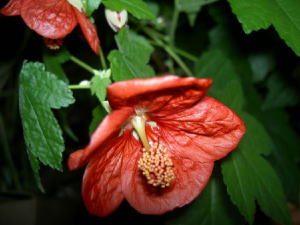 PICT45571.jpg