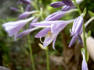 PICT63871.jpg