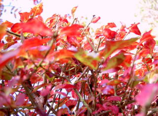 PICT68781.jpg