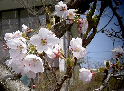 PICT7421.jpg
