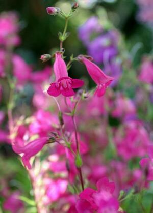 Penstemon_Garnet.jpg
