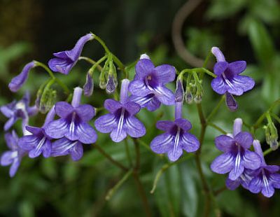 Streptocarpus.jpg