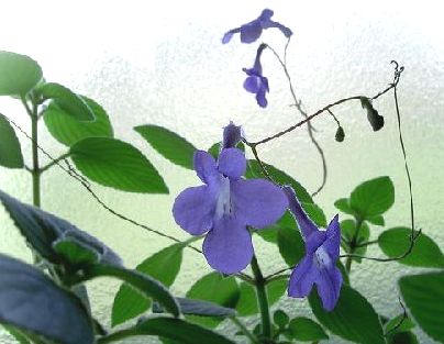 Streptocarpus0.jpg