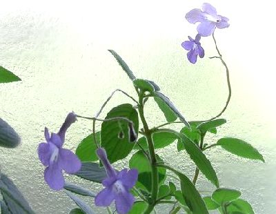 Streptocarpus2.jpg