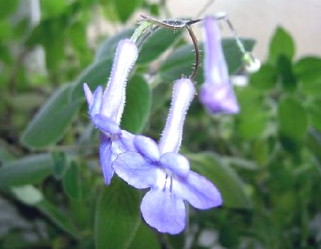Streptocarpus3.jpg
