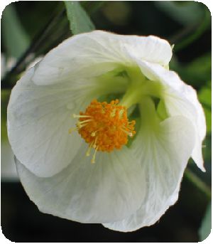 aputiron3.jpg