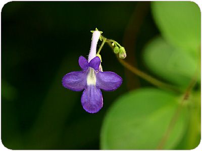 hanas227_streptocarpus.jpg