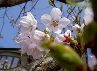 hironosakura.jpg
