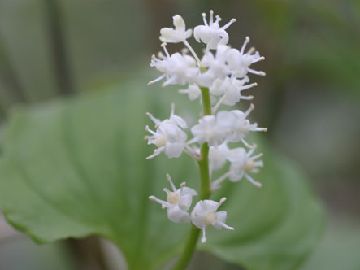 maizuruso3.jpg