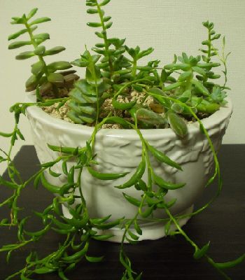 p1010066_5.jpg
