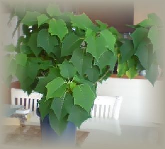 photo_27.jpg