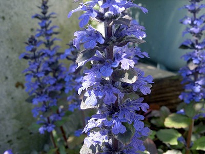 s-PICT21941.jpg
