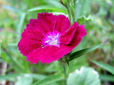 s-PICT2226.jpg