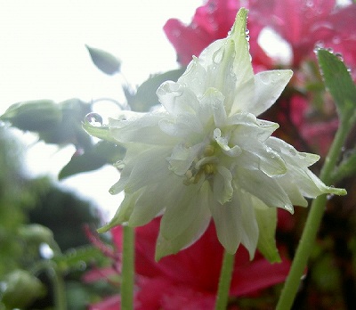 s-PICT2235.jpg